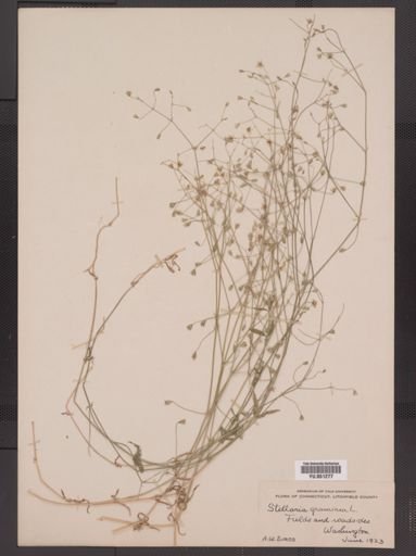 Stellaria graminea