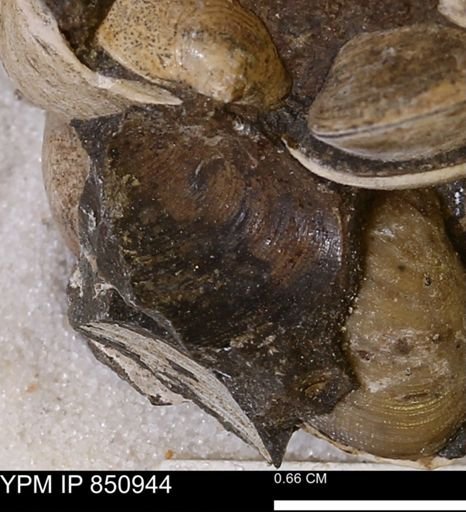 Limopsis striatopunctatus