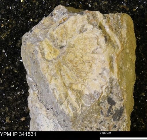 Scaphites sp.