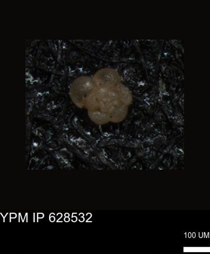undet. Foraminiferida