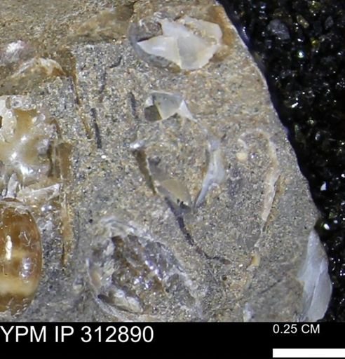 undet. Bivalvia
