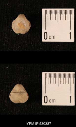 Ambocoelia planoconvexa