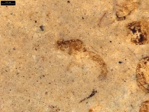 taxon undetermined