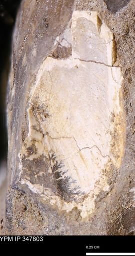 undet. Bivalvia