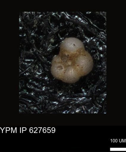 undet. Foraminiferida