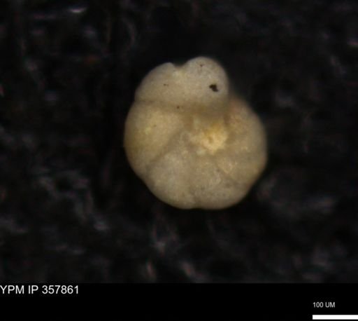 undet. Foraminiferida