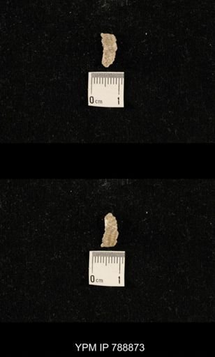 undet. Brachiopoda