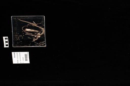 Varanus salvator