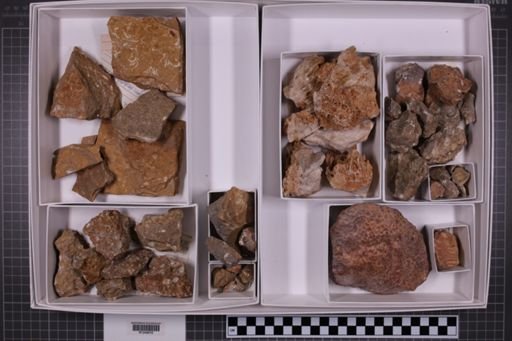 mixed taxa, stratigraphic collection