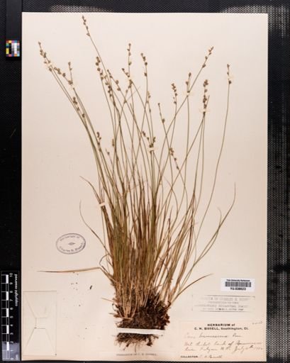 Carex brunnescens