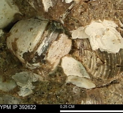 Protocardia subquadrata