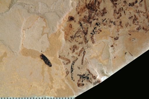 undet. Tipulidae