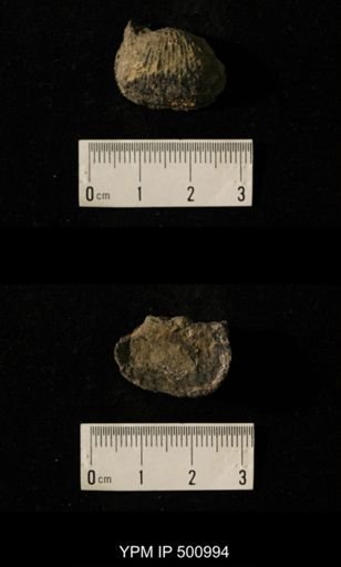 Juresania cf. nebrascensis