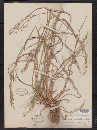 Bromus commutatus