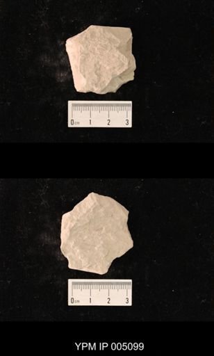 Metapsocidium loxoneurum