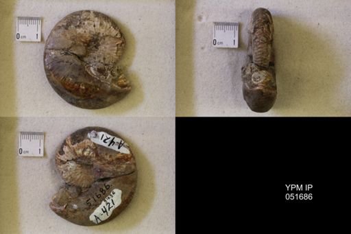 Hoploscaphites nicolletii