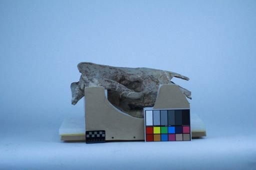 Subhyracodon occidentalis