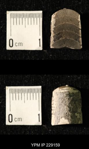 Pseudorthoceras knoxense