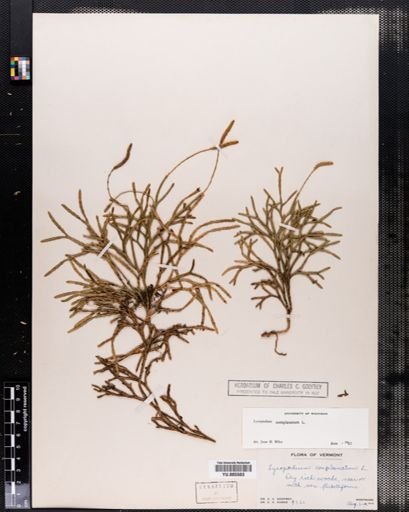 Lycopodium complanatum