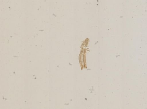 Amnicola porata