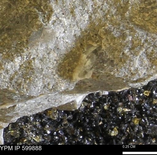Protocardia subquadrata