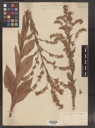 Solidago patula