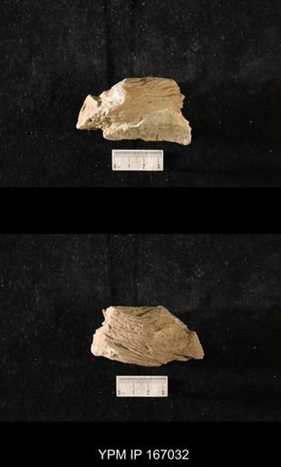 Brachiospongia digitata