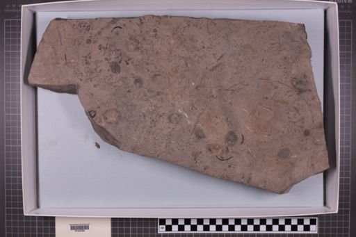 mixed taxa, stratigraphic collection