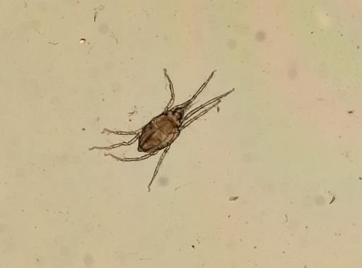Copidognathus hummelincki