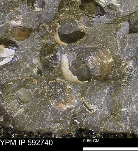 undet. Bivalvia