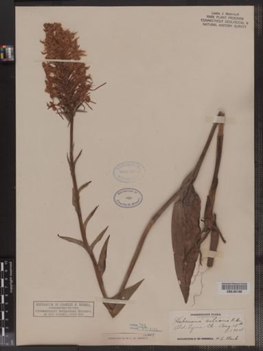Habenaria ciliaris