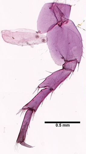 Hyalella cf. azteca