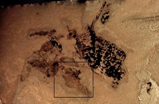 undet. Diptera