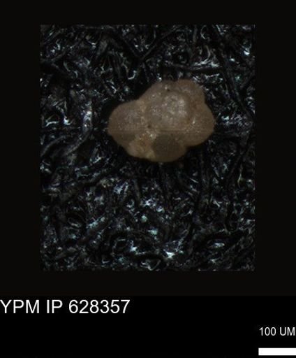 undet. Foraminiferida