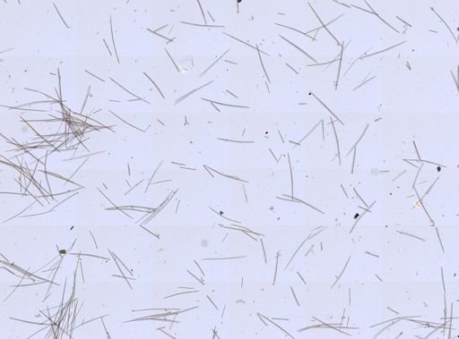 Halichondria