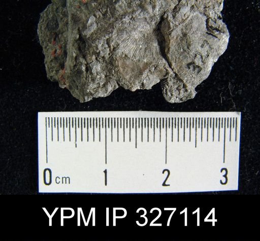 Chonetes granulifer