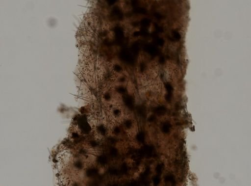 Spirastrella
