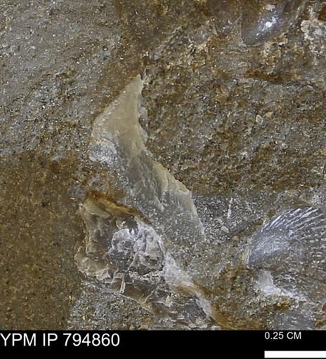 undet. Bivalvia