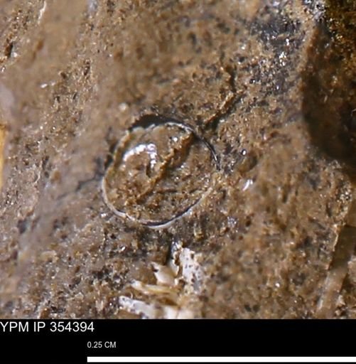 undet. Mollusca