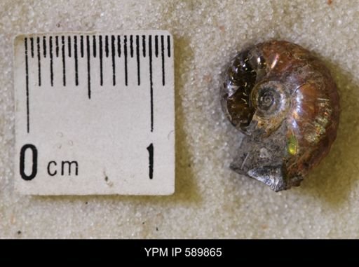 Hoploscaphites comprimus
