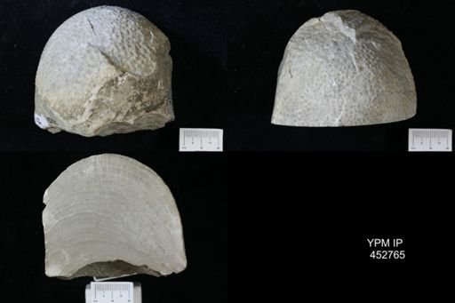 Anostylostroma pulpitense