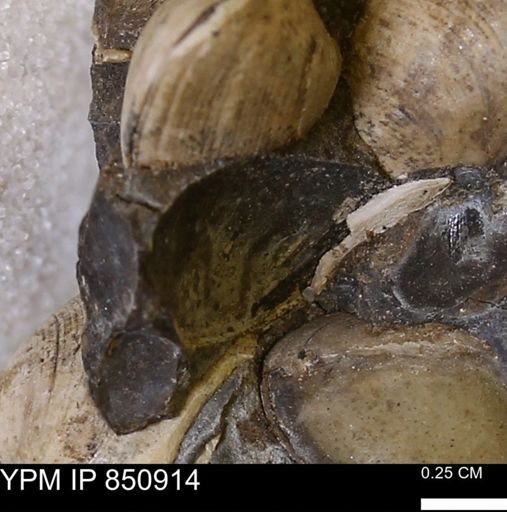 Limopsis striatopunctatus