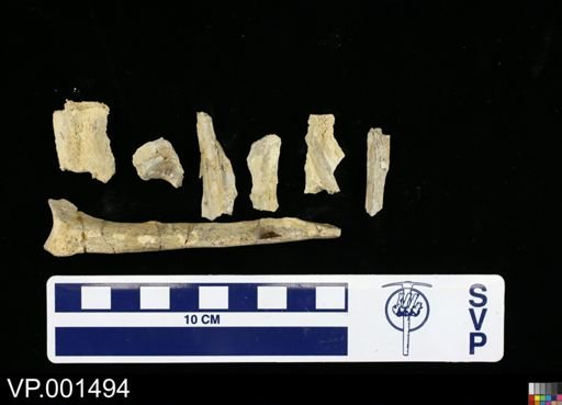 Hesperornis sp.