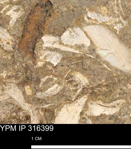 undet. Mollusca