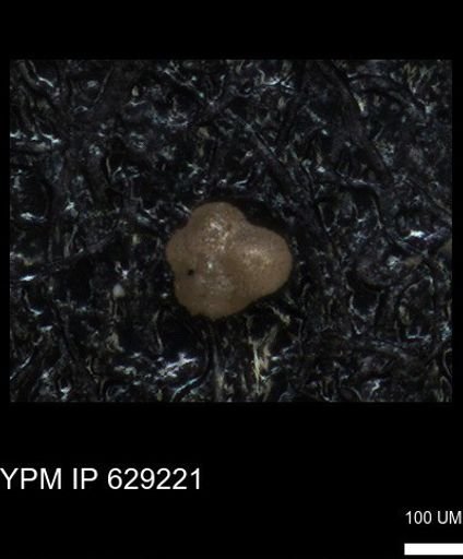 undet. Rugoglobigerinidae