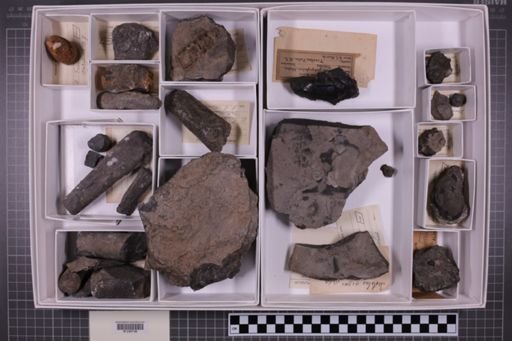 mixed taxa, stratigraphic collection