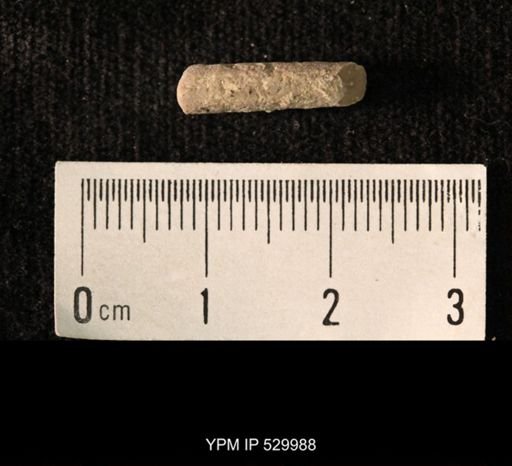Archaeocidaris sp.