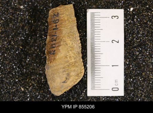 Mesalia seriatim-granulata