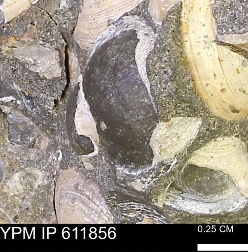 Protocardia sp.