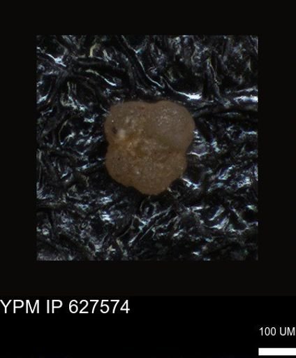 undet. Foraminiferida